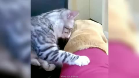 funny-animals-videosfunniest-cats-and-dogs-2024