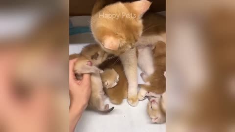 Funniest Animal - For your Laughter