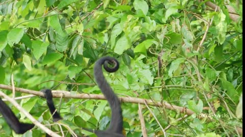 Macaco-aranha-testa-branca jumping in trees in the amazon rainforest
