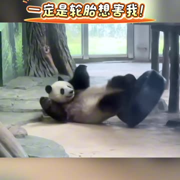 Funny time when panda falls while playing video 2025 skc.com 54