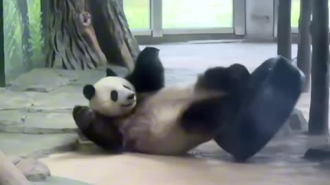 Funny time when panda falls while playing video 2025 skc.com 54