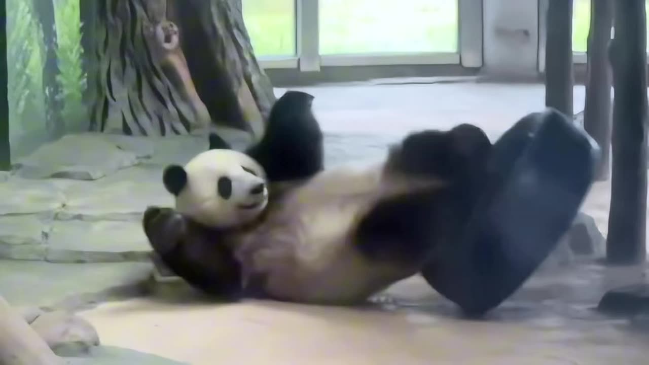 Funny time when panda falls while playing video 2025 skc.com 54