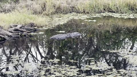 Florida is God's Playground! Wild Hogs, Gators, Deer, Otters & a BOBCAT on a Single Bike Ride!