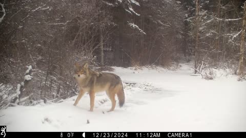 Coyote Zoomies Captured on Trail Cam