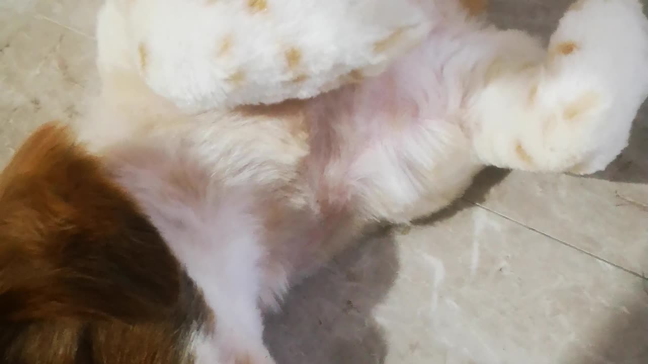 PERROS DIVERTIDOS 2025
