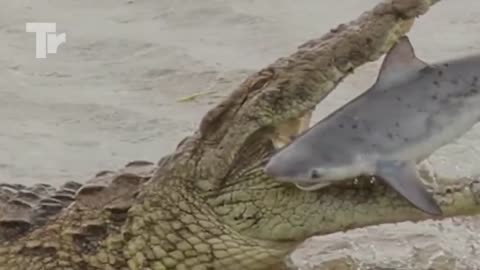 Look What This Crocodile Did When It Ran into a Shark