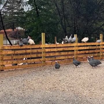 Get your Guineas in Line