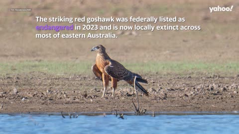 Remarkable footage captures return of rare predator, the Red Goshawk after decades