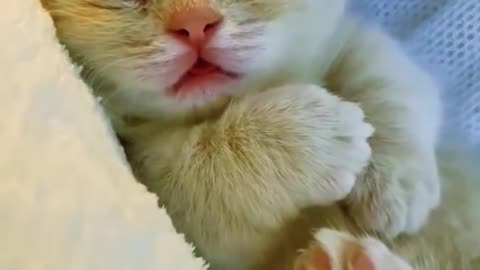 Kittens with hiccups 🥹😻