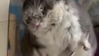 Chinchilla Grooming