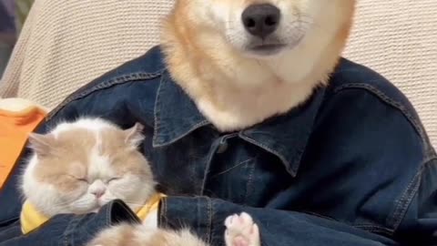 Paws and Claws: The Adventures of Dogman and Cat 🐾✨