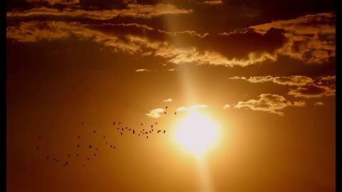 Sunrise Birdsong | 8 Hours of Chirping Birds for Sleep, Relaxation and Meditation