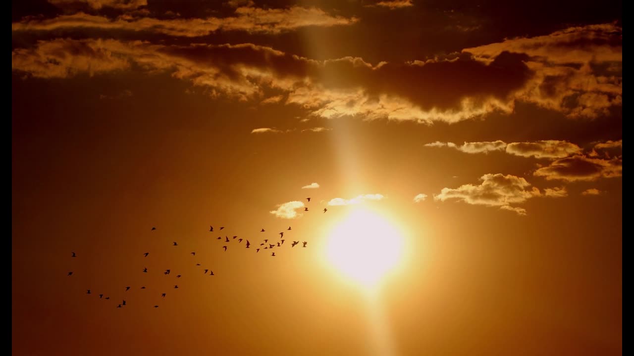 Sunrise Birdsong | 8 Hours of Chirping Birds for Sleep, Relaxation and Meditation