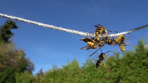 Acrobatic Yellow Jackets Feed On Rope