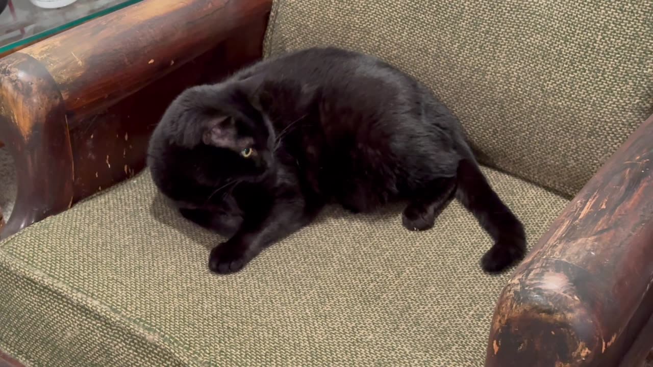 Cute Precious Piper Watches Her Tail - Adopting a Cat from a Shelter Vlog