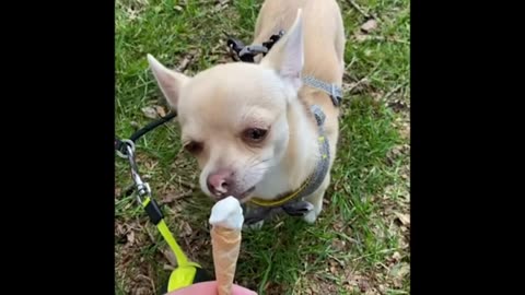 Dog eating ice-cream fanny moments video