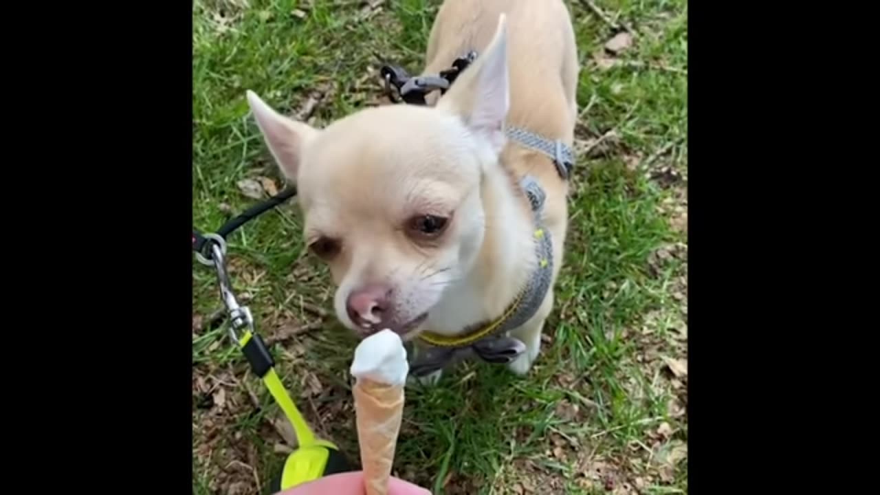 Dog eating ice-cream fanny moments video