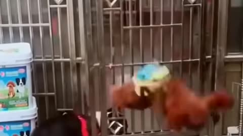Funny Doggies