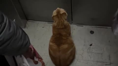 "Intelligent Cat Uses the Lift to Go Home"
