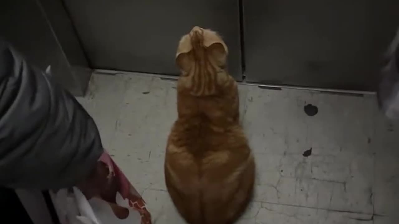 "Intelligent Cat Uses the Lift to Go Home"
