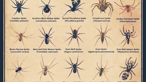 Spider|#spirder