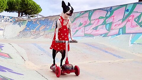 Smart Dog Riding Scooter in Skatepark | Smart Dog | Funniest Smart Dog