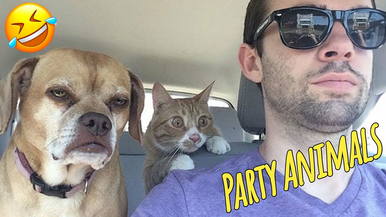 Funny Party Animals videos part 10 - Funny cats/dogs - funny animal