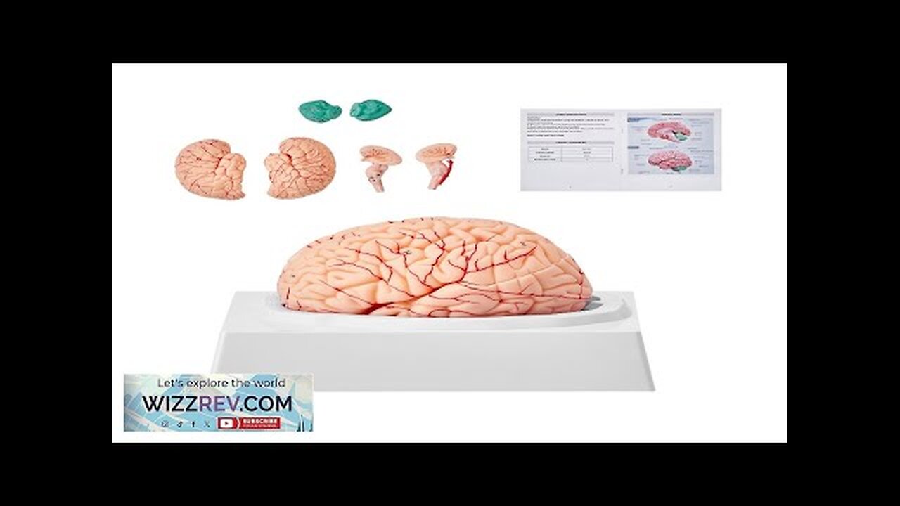 VEVOR Human Brain Model Anatomy 1:1 Life-Size 9-Part Human Brain Anatomical Model Review