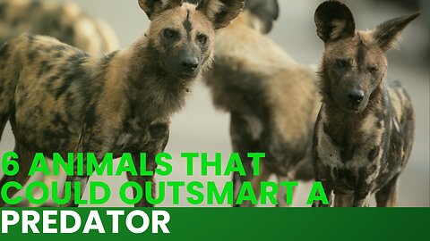6 Animals That Could Outsmart a Predator