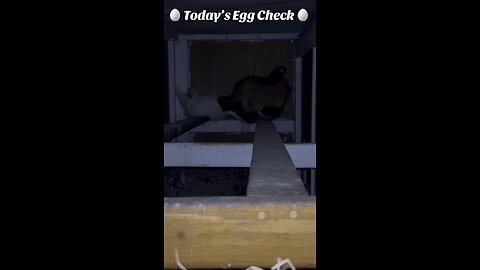 🥚 Monday’s Egg Check! 🥚