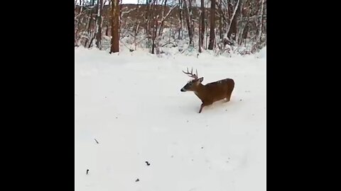 Deep Snow Buck