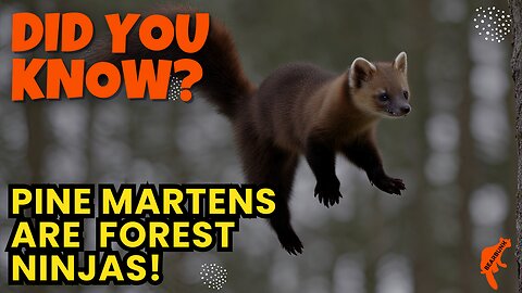 Did You Know? Pine Martens Are Forest Ninjas! 🥷🌲