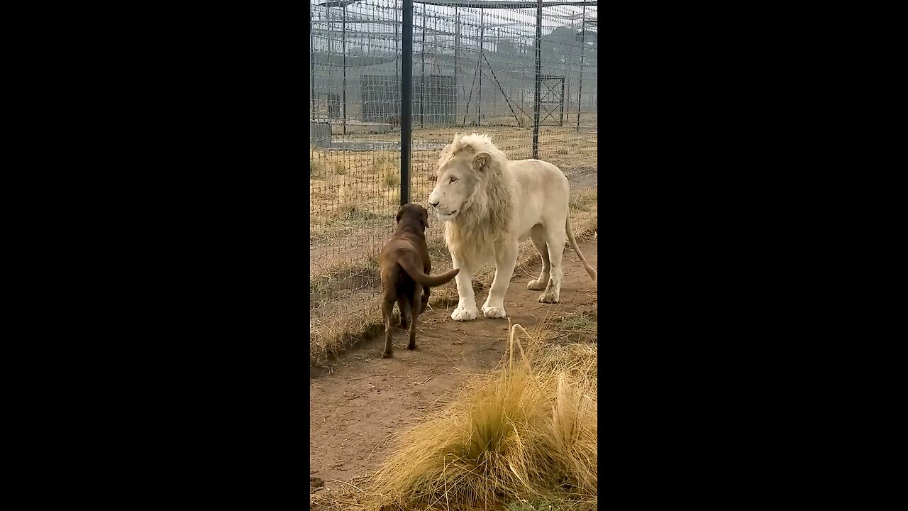 funny animals