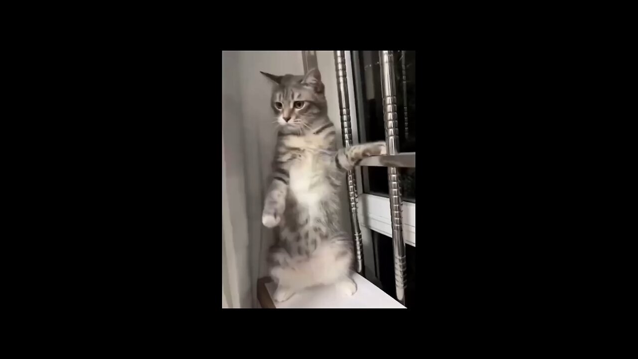 dance cat