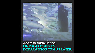 Una empresa noruega limpia los peces de parásitos con láser