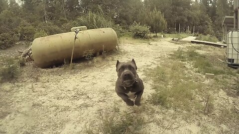 The Power of Dozer Jaws: A Cane Corso's Unstoppable Strength