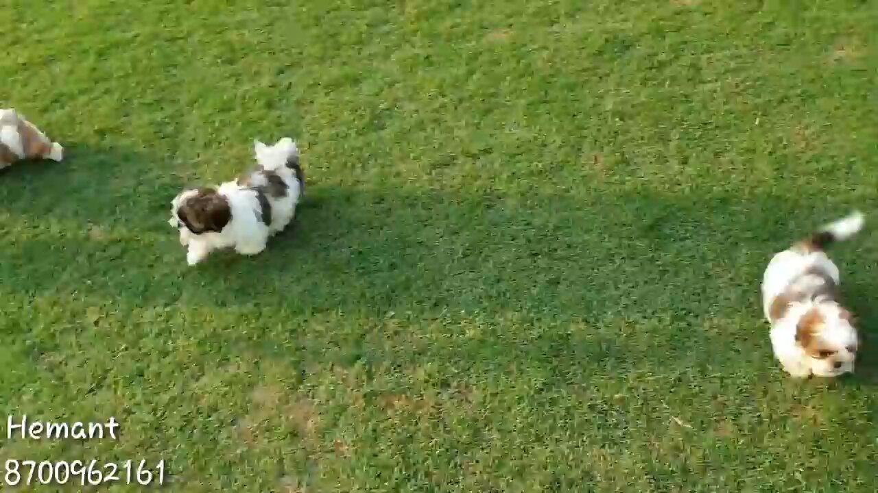 "Adorable Puppies Playing in the Garden | Home-Bred Puppies Having Fun!"