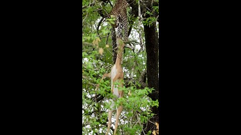 Cheetah Drops Its Kill from a Tree – Rare Footage!