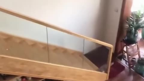 CAT VS STAIR FUNNY MOMENT😂😂