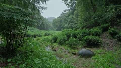 The tea gardens in the valley are raining