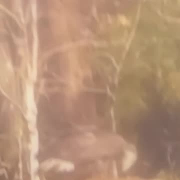 Juvenile bald eagle savaging off of a road kill deer .🦅😍