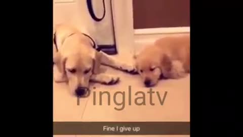funny cute funny baby video