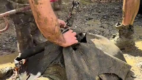 Weighing the huge alligator snapping turtle