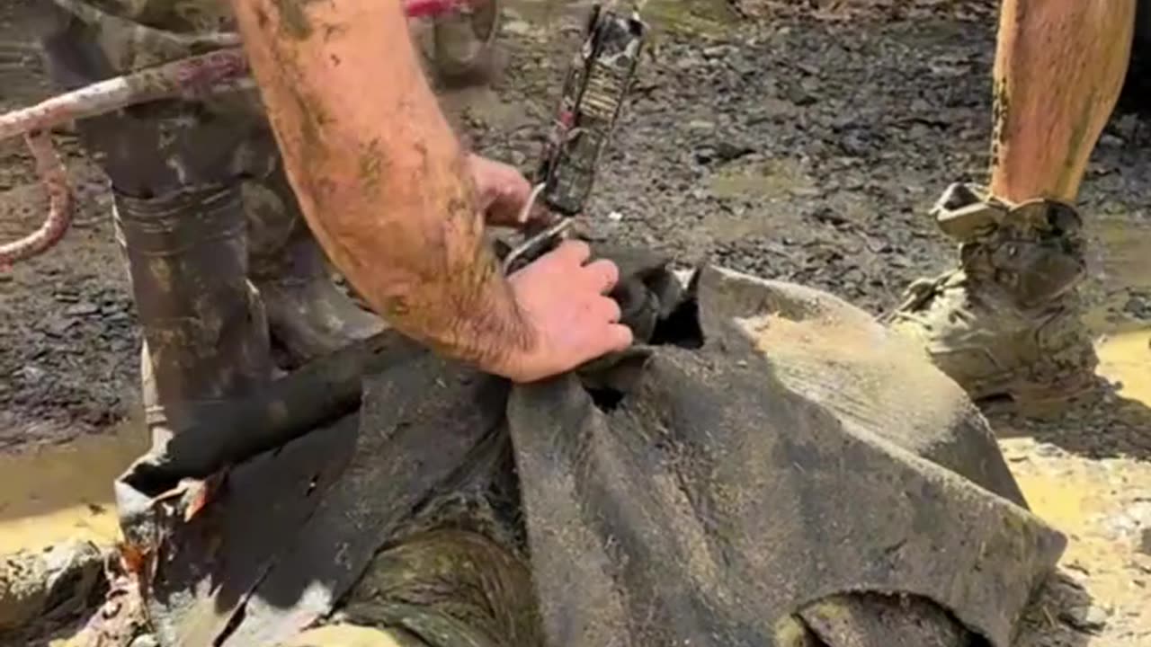 Weighing the huge alligator snapping turtle