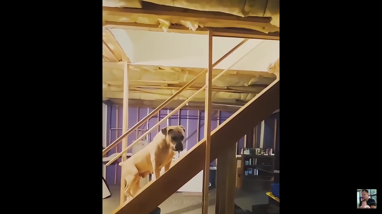 Goofy Pet Moments