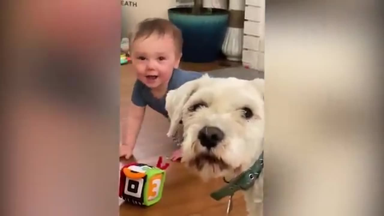 Cute babies and kitty playing