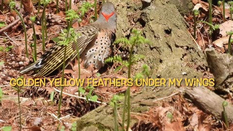 Yellow Shafted Northern Flicker