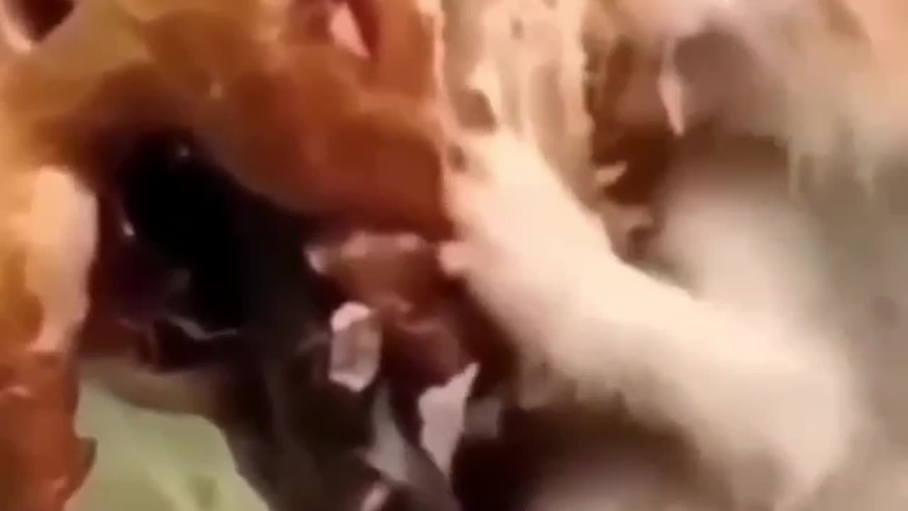 The Funniest Cat Fails You’ll Ever Watch