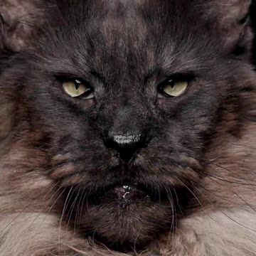 The king Of All Cats 😱