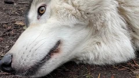 When you want to howl but, belly rubs are so much more important! Max the 8 yesr old gray wolf